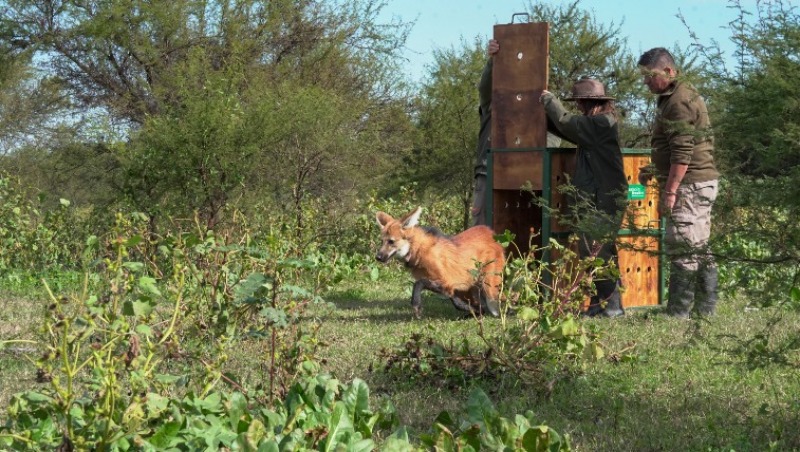 Reinsertaron en la naturaleza al aguar olavarriense